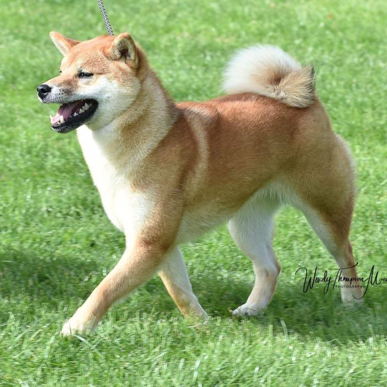 Выпускники питомника. SHIOMARU Питомник сиба и акита-ину