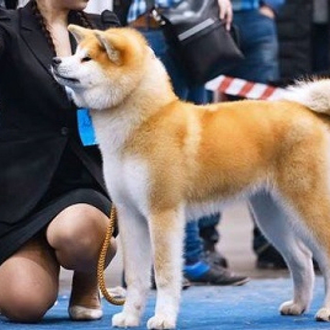 Dog show 2015. SHIOMARU Питомник сиба и акита-ину