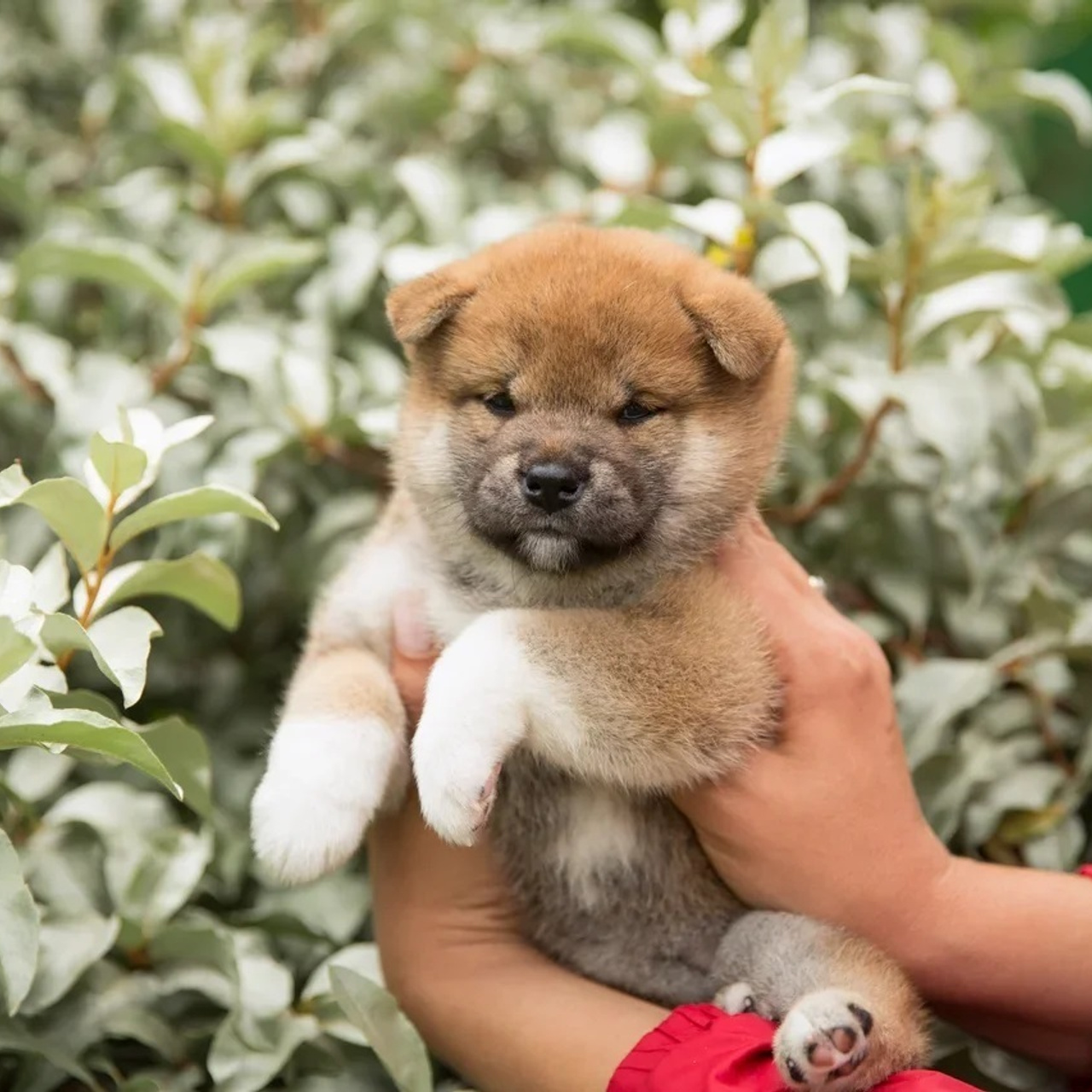 LITTER P. SHIOMARU Shiba and Akita Inu Kennel