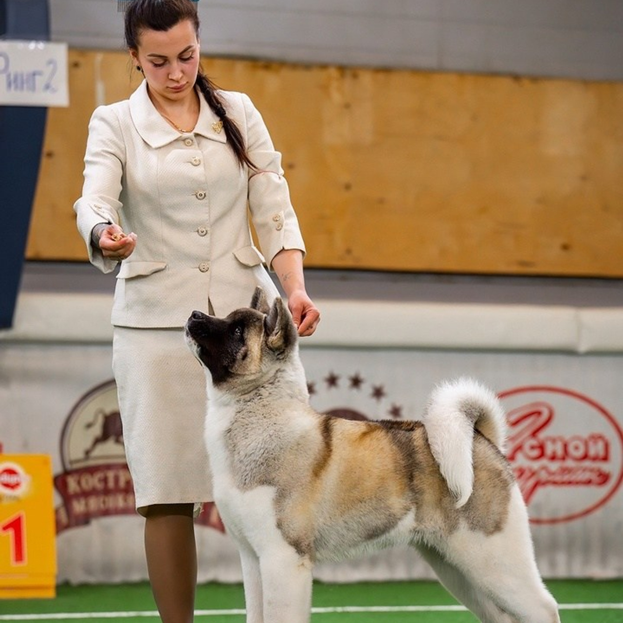 2024. SHIOMARU Shiba and Akita Inu Kennel