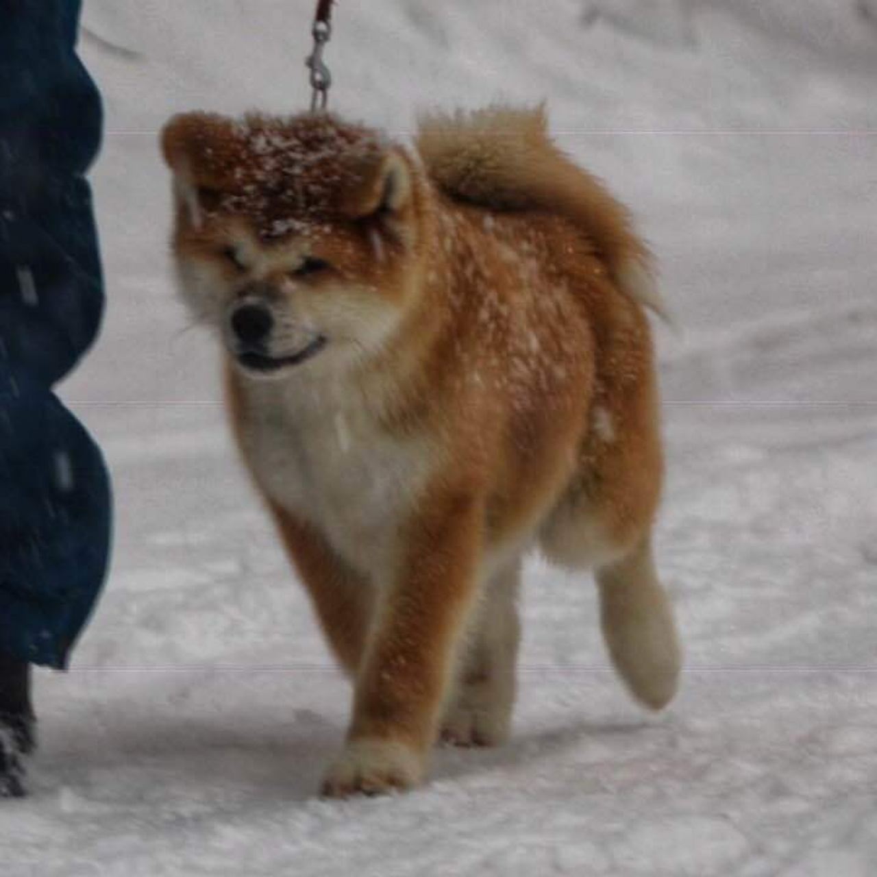 Litter M akita. SHIOMARU Shiba and Akita Inu Kennel
