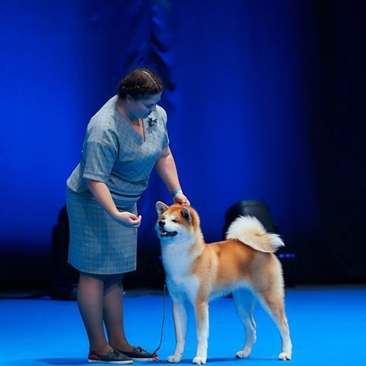 SHIOMARU KOHANA. SHIOMARU Shiba and Akita Inu Kennel