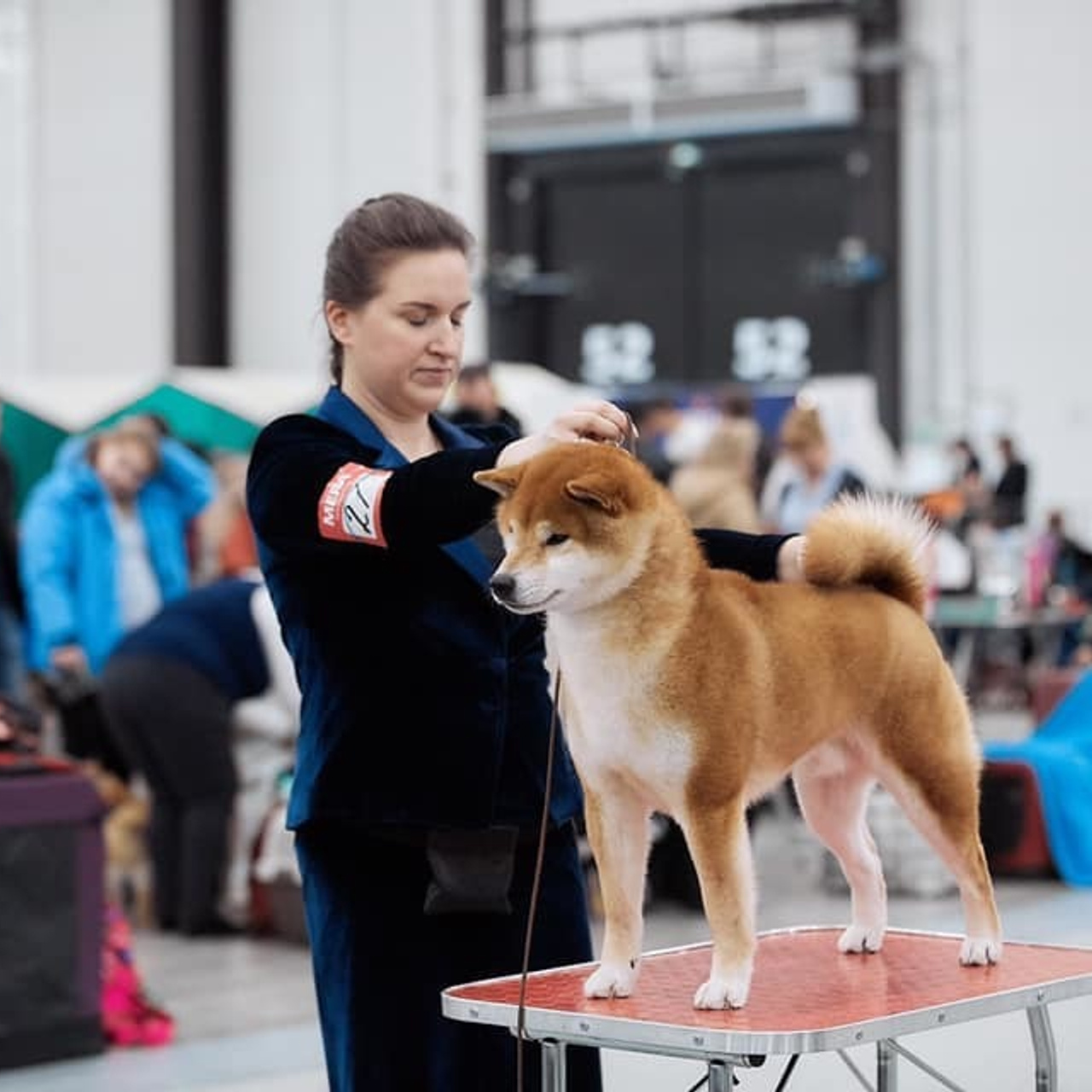 2019. SHIOMARU Shiba and Akita Inu Kennel