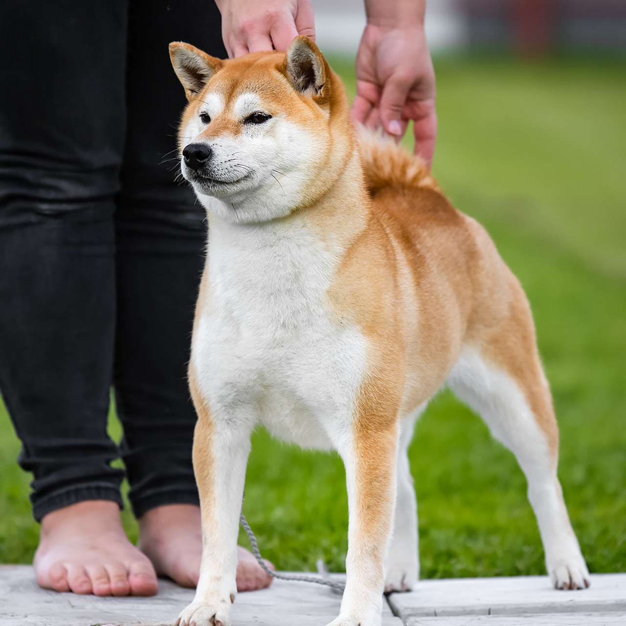 SHIOMARU QUEEN OF DRAGONS. SHIOMARU Питомник сиба и акита-ину