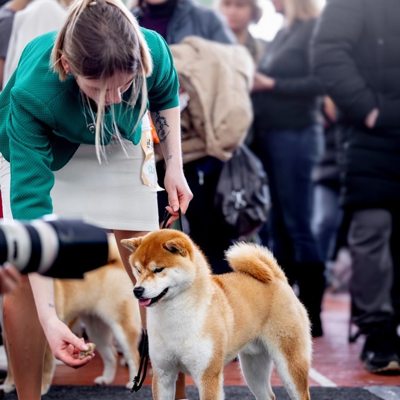 2024. SHIOMARU Shiba and Akita Inu Kennel