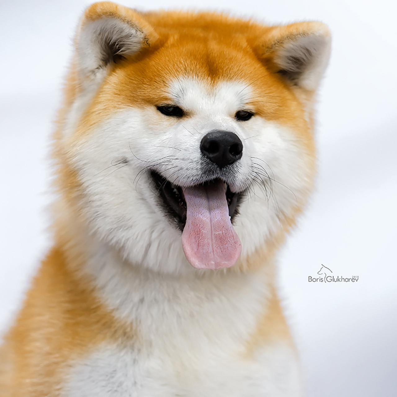 SHIOMARU KOUKI GO. SHIOMARU Shiba and Akita Inu Kennel
