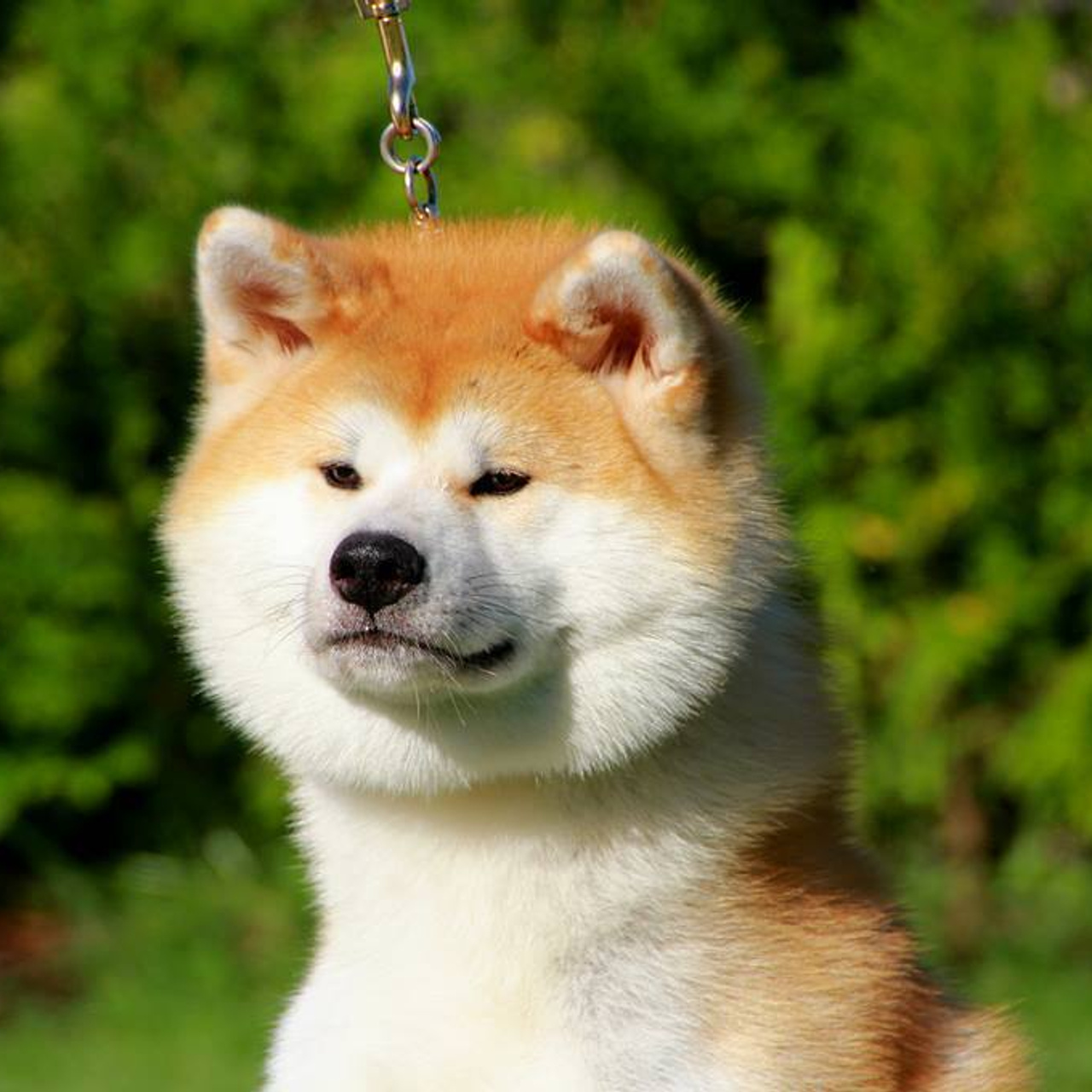 AIKEN SAGARIME SHIKI. SHIOMARU Питомник сиба и акита-ину