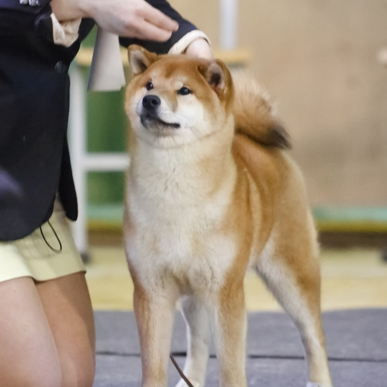 HANDZIMEMESITE HIRO. SHIOMARU Shiba and Akita Inu Kennel