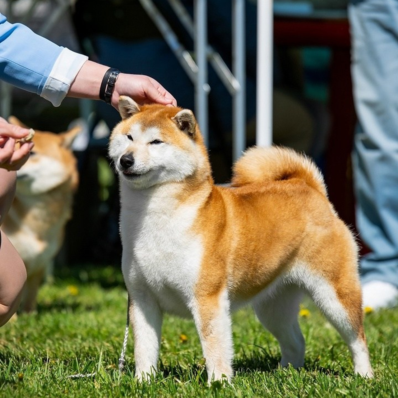2024. SHIOMARU Shiba and Akita Inu Kennel