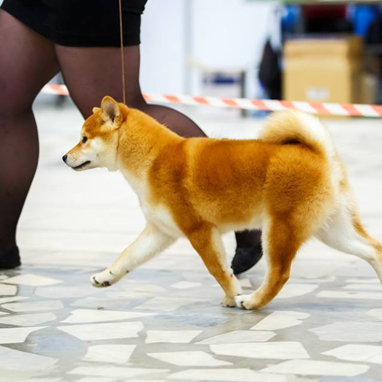 Выпускники питомника. SHIOMARU Питомник сиба и акита-ину