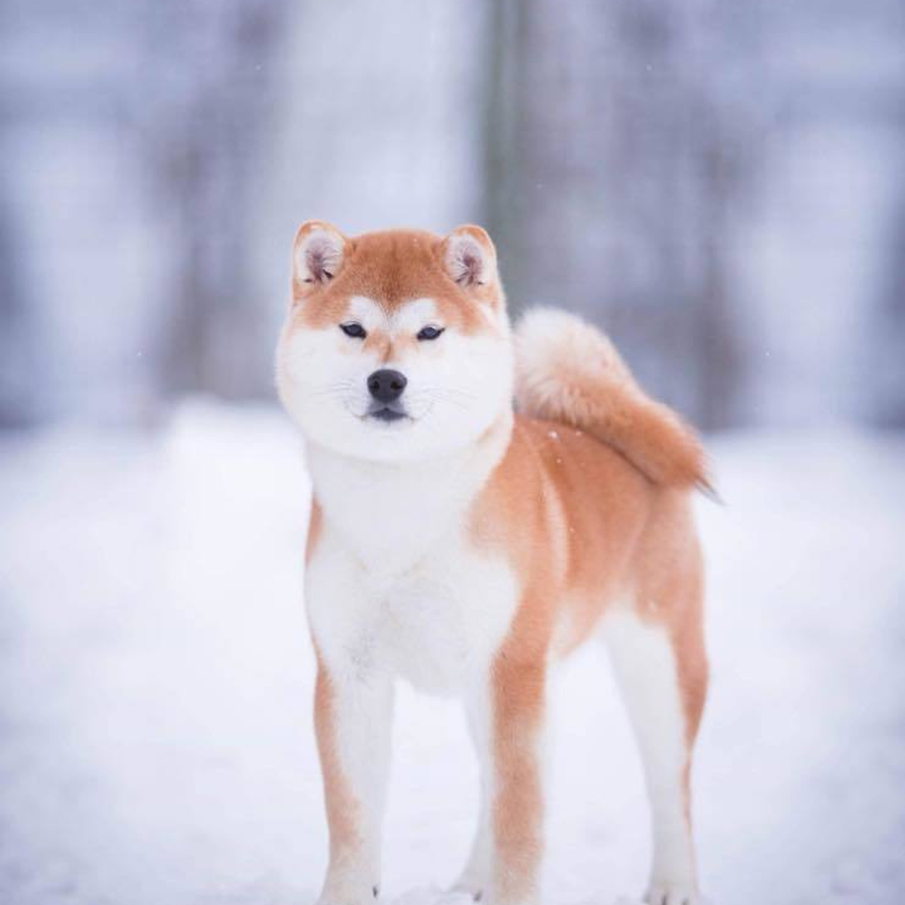 2019. SHIOMARU Shiba and Akita Inu Kennel