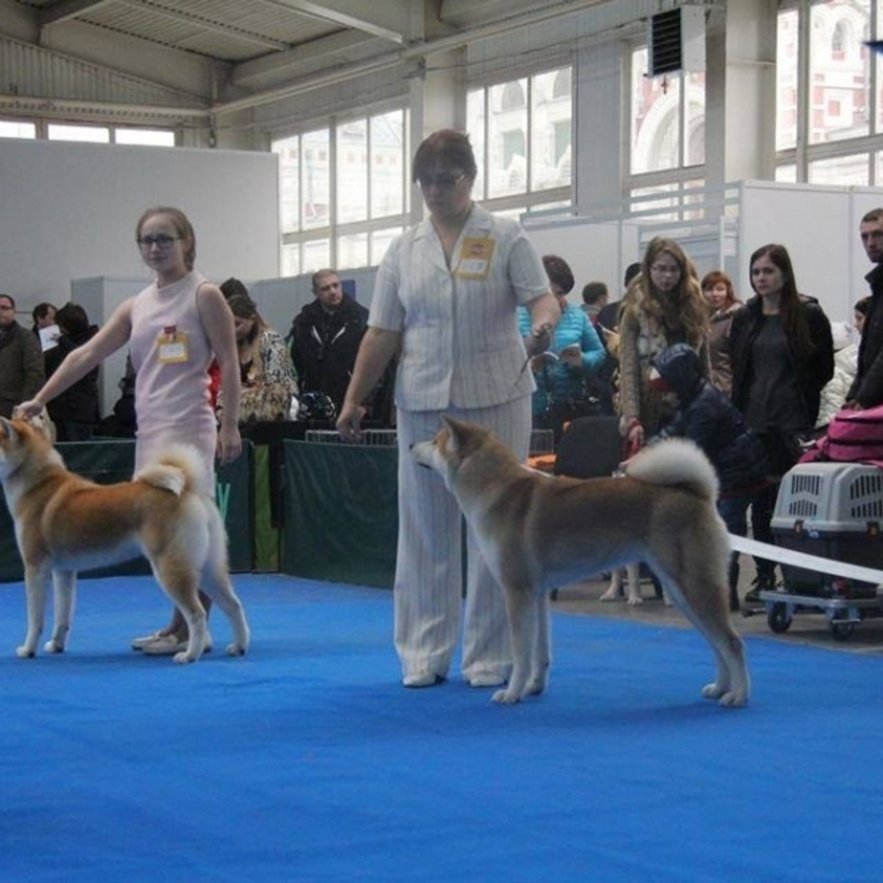 Dog show 2015. SHIOMARU Питомник сиба и акита-ину