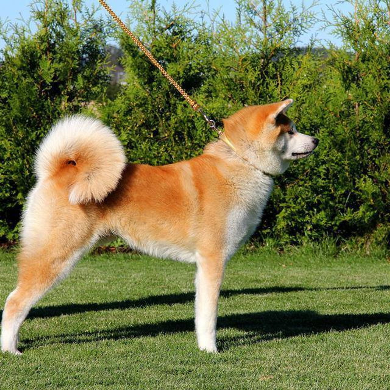 AIKEN SAGARIME SHIKI. SHIOMARU Питомник сиба и акита-ину