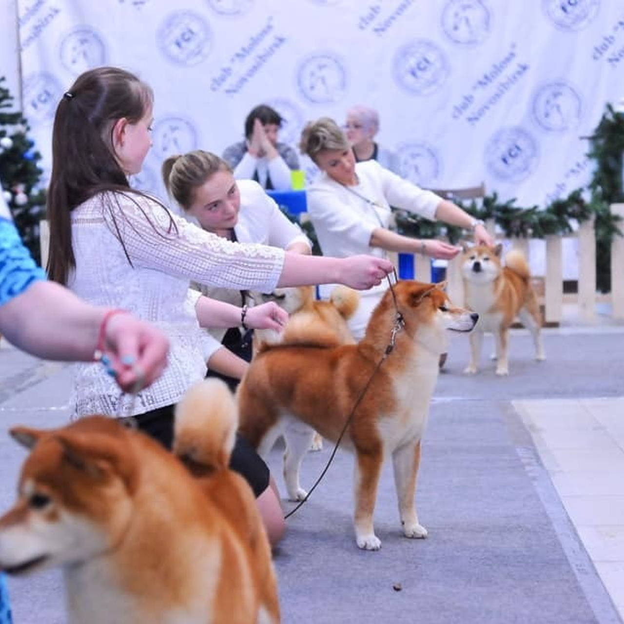 2019. SHIOMARU Shiba and Akita Inu Kennel