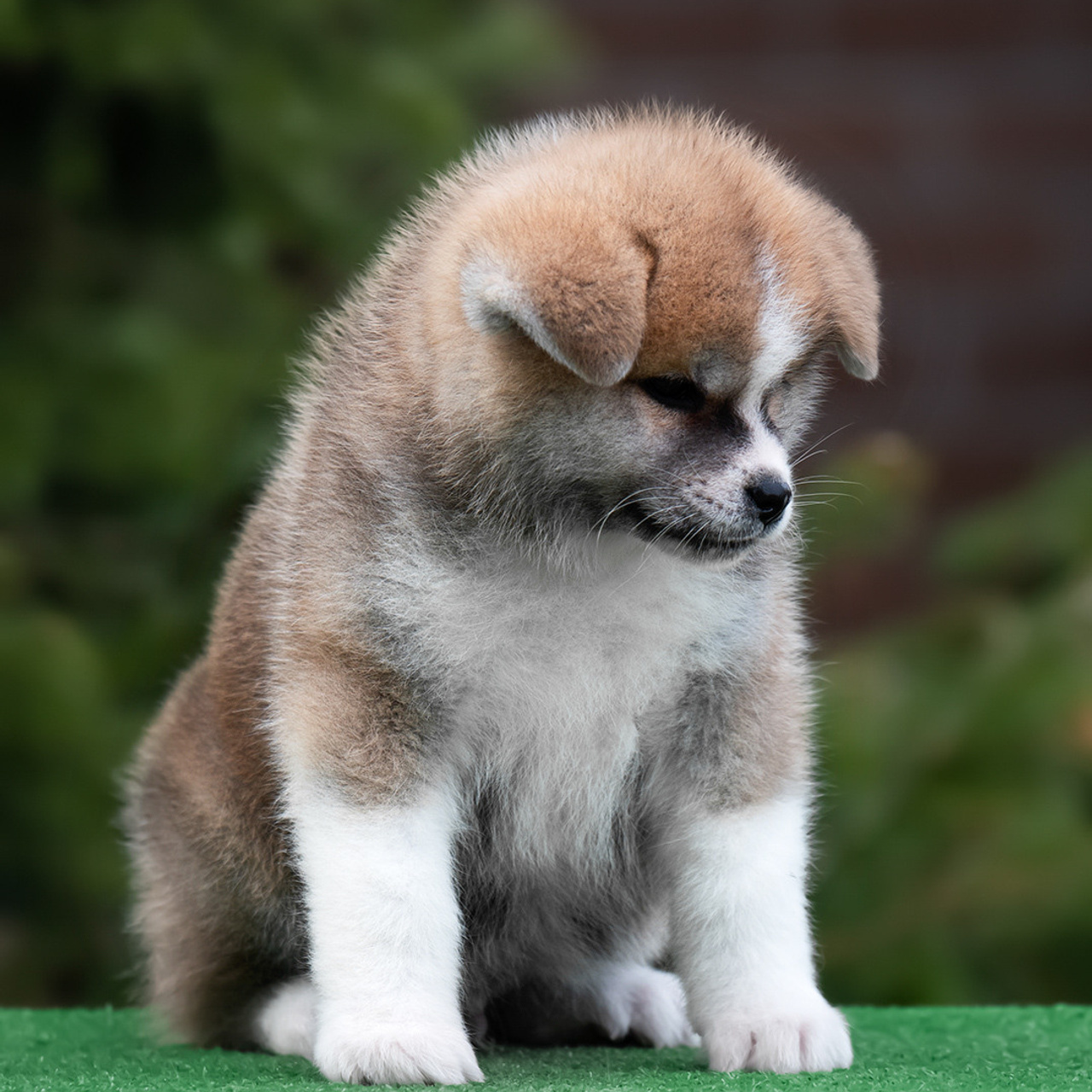 ПОМЕТ G. SHIOMARU Питомник сиба и акита-ину