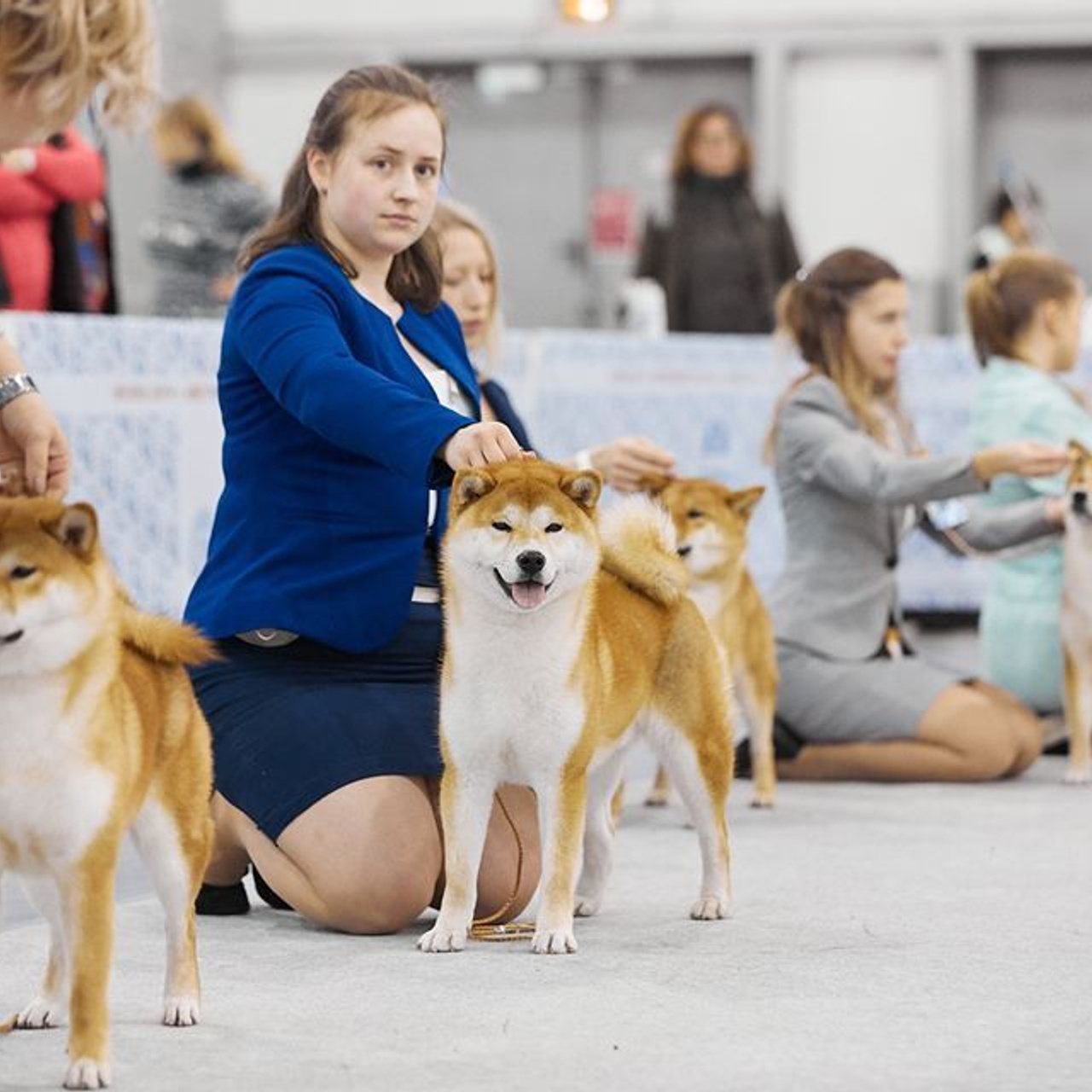 2019. SHIOMARU Shiba and Akita Inu Kennel