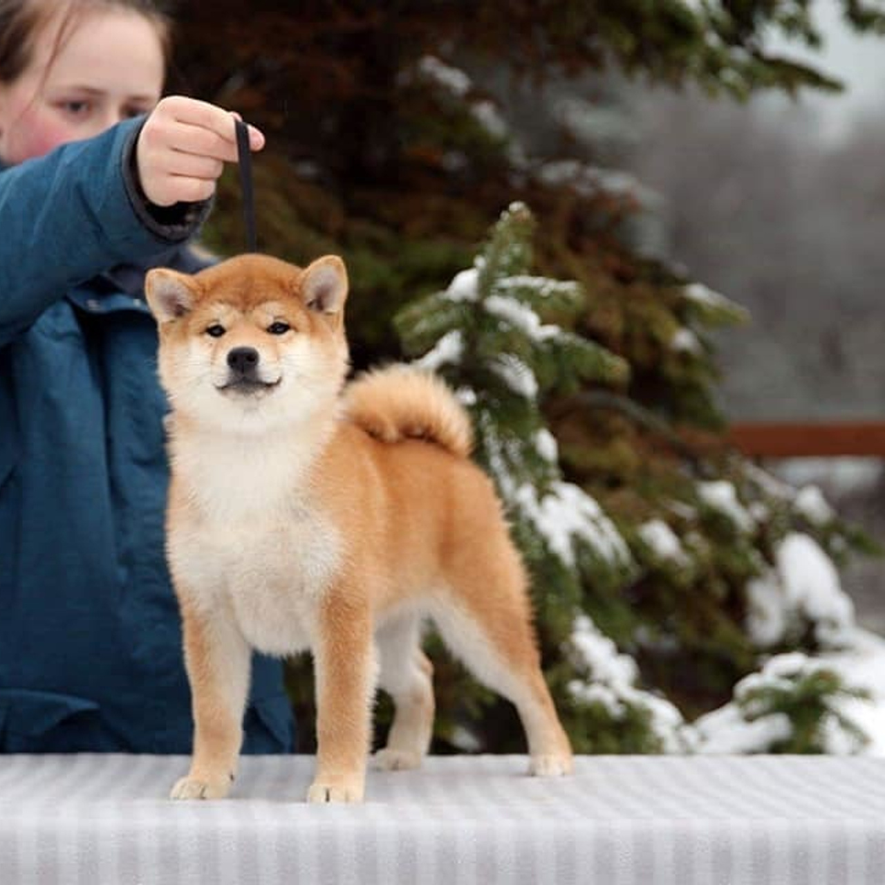 Litter L. SHIOMARU Shiba and Akita Inu Kennel