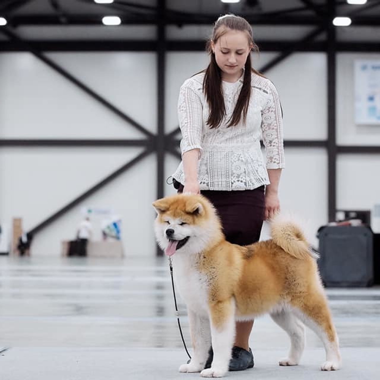 2019. SHIOMARU Shiba and Akita Inu Kennel