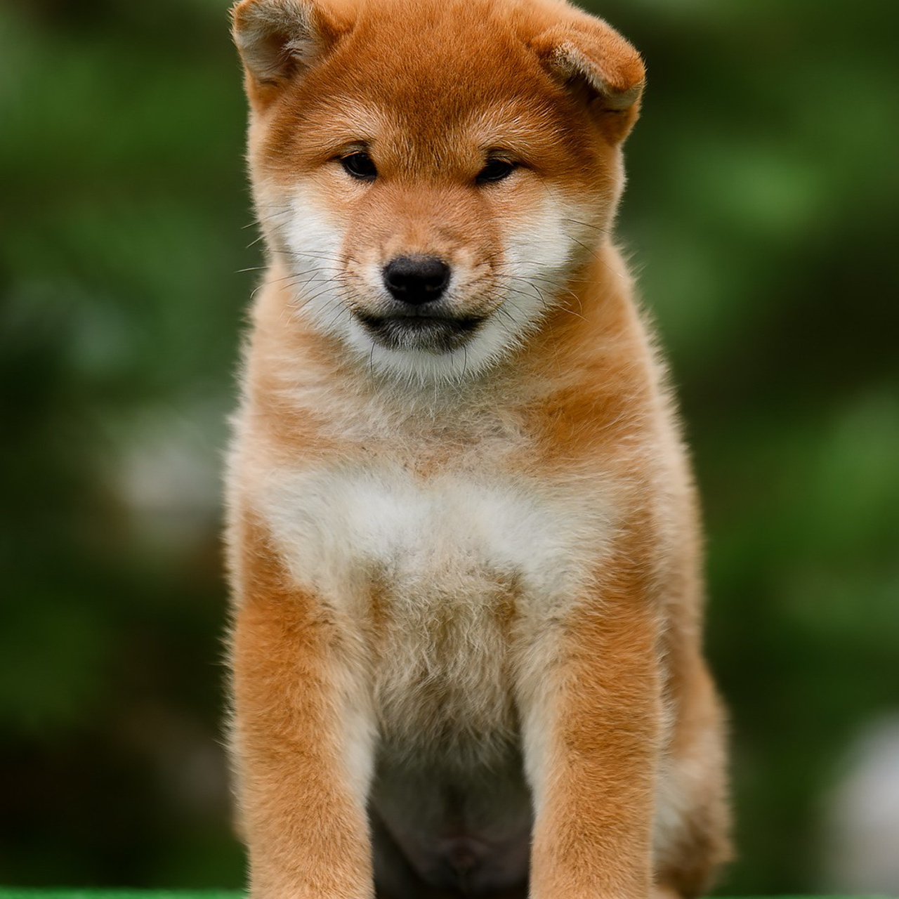 СИБА. SHIOMARU Питомник сиба и акита-ину