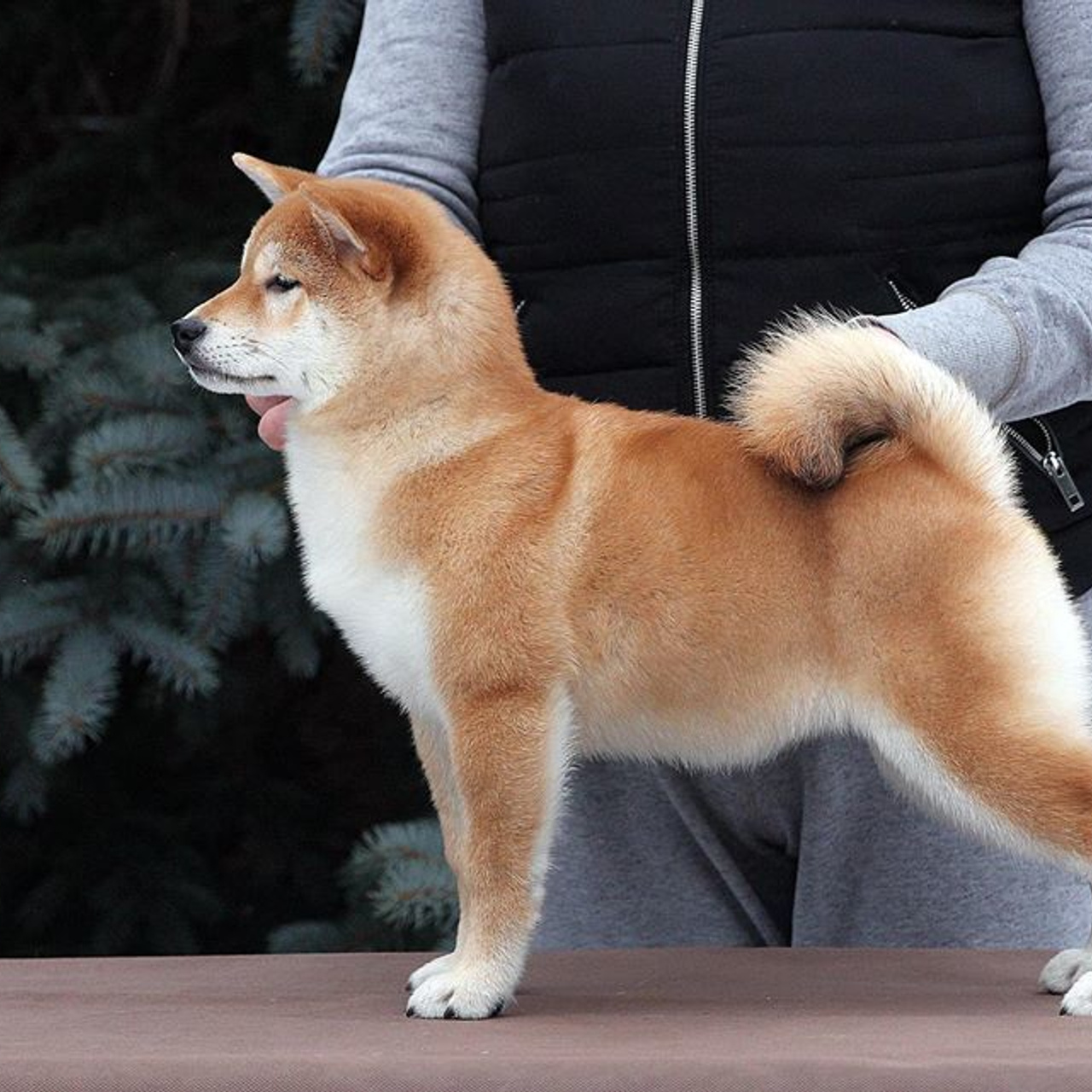 SHIOMARU QUEEN OF DRAGONS. SHIOMARU Питомник сиба и акита-ину