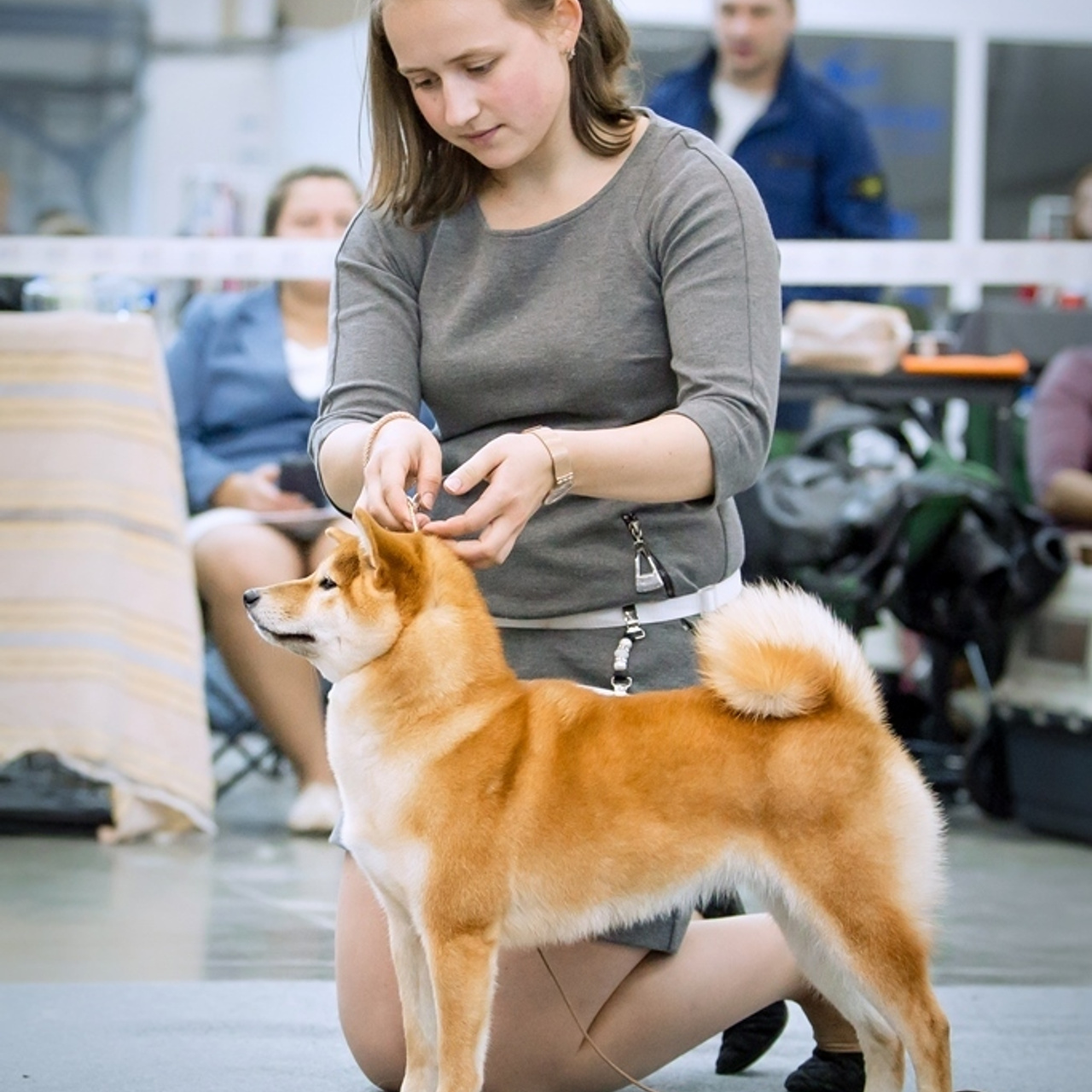 HANDZIMEMESITE RUN. SHIOMARU Питомник сиба и акита-ину