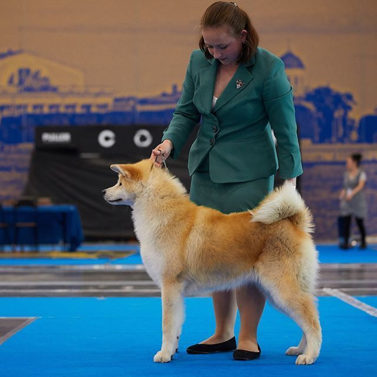 Litter M akita. SHIOMARU Shiba and Akita Inu Kennel