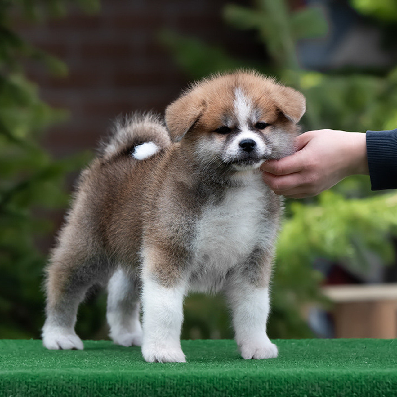 ПОМЕТ G. SHIOMARU Питомник сиба и акита-ину