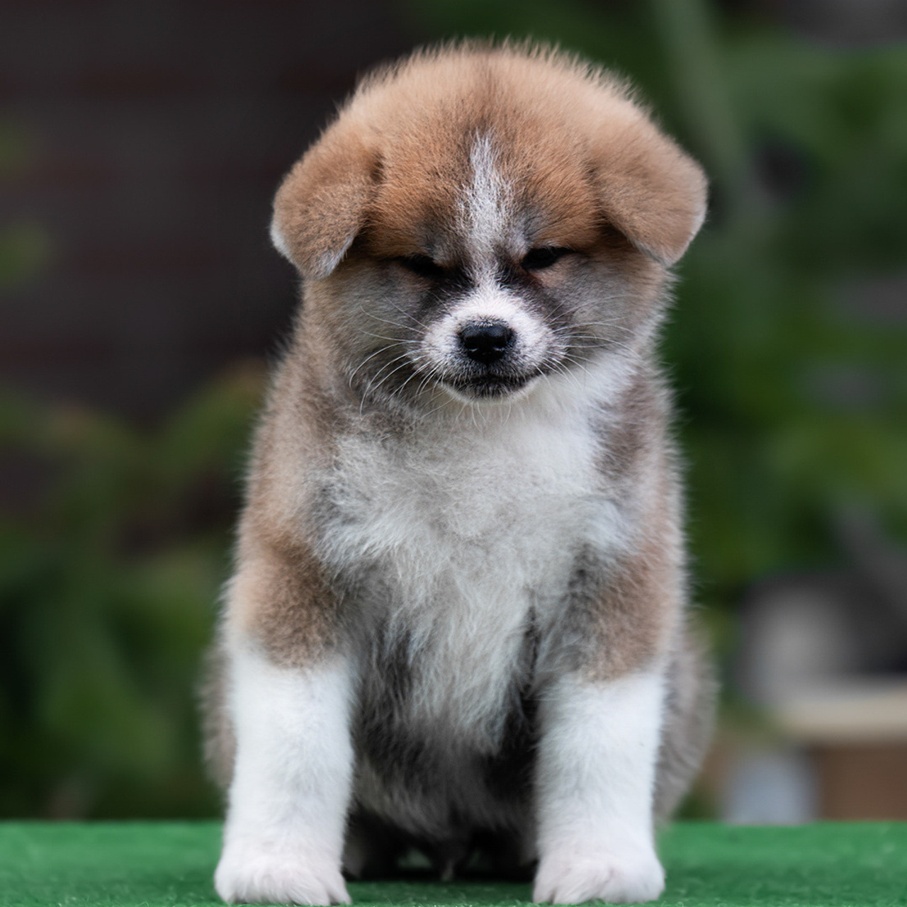 ПОМЕТ G. SHIOMARU Питомник сиба и акита-ину