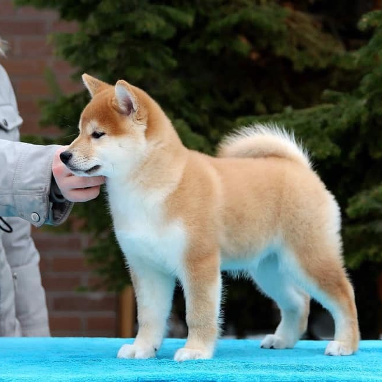 ПОМЕТ J. SHIOMARU Питомник сиба и акита-ину