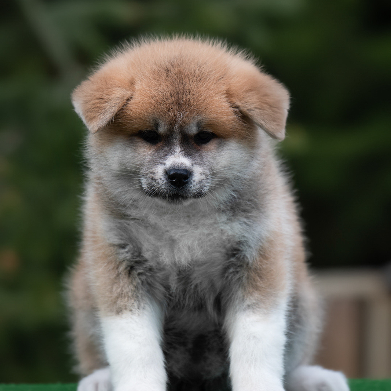 ПОМЕТ G. SHIOMARU Питомник сиба и акита-ину