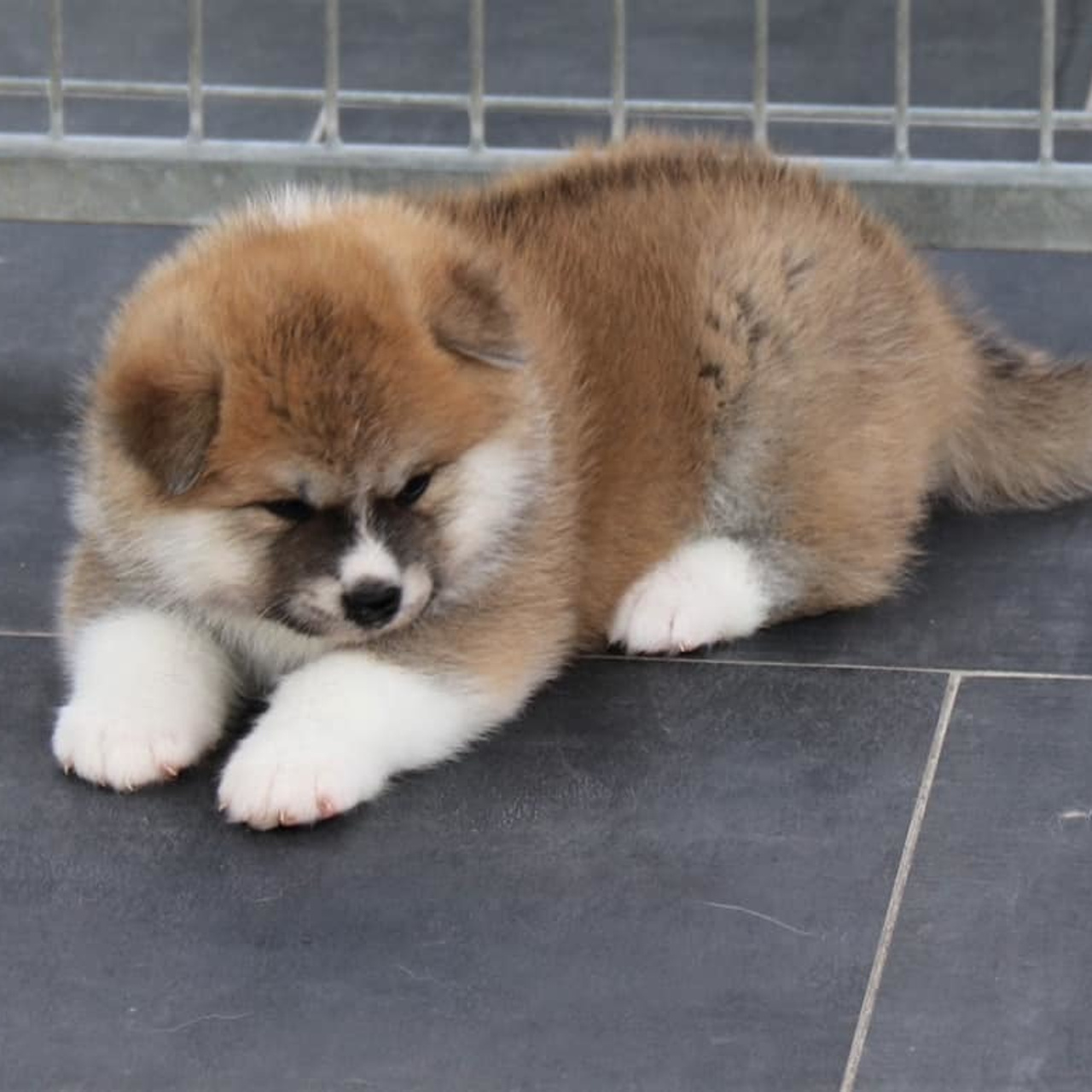 SAEMI GO TOKIMITSU. SHIOMARU Питомник сиба и акита-ину