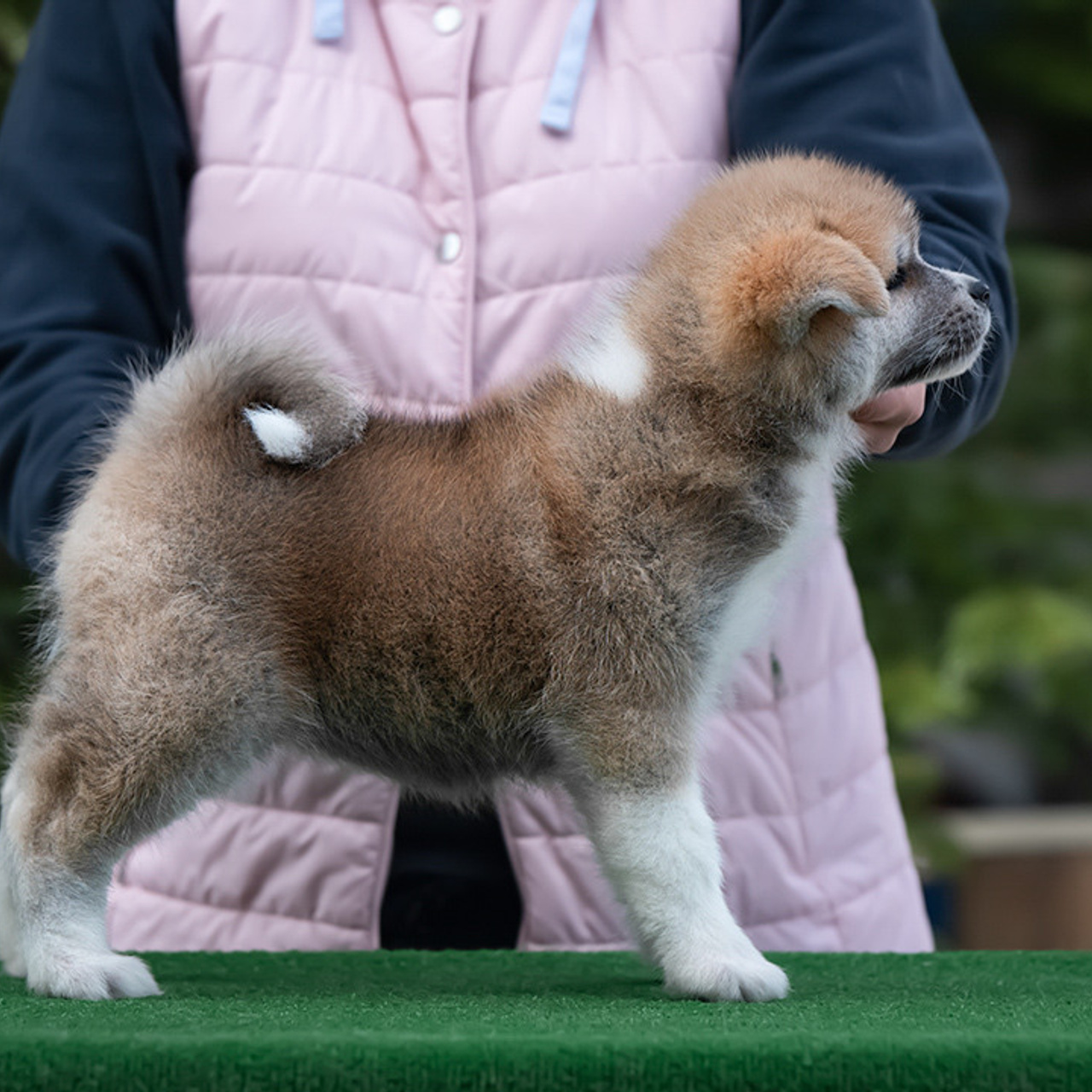 ПОМЕТ G. SHIOMARU Питомник сиба и акита-ину