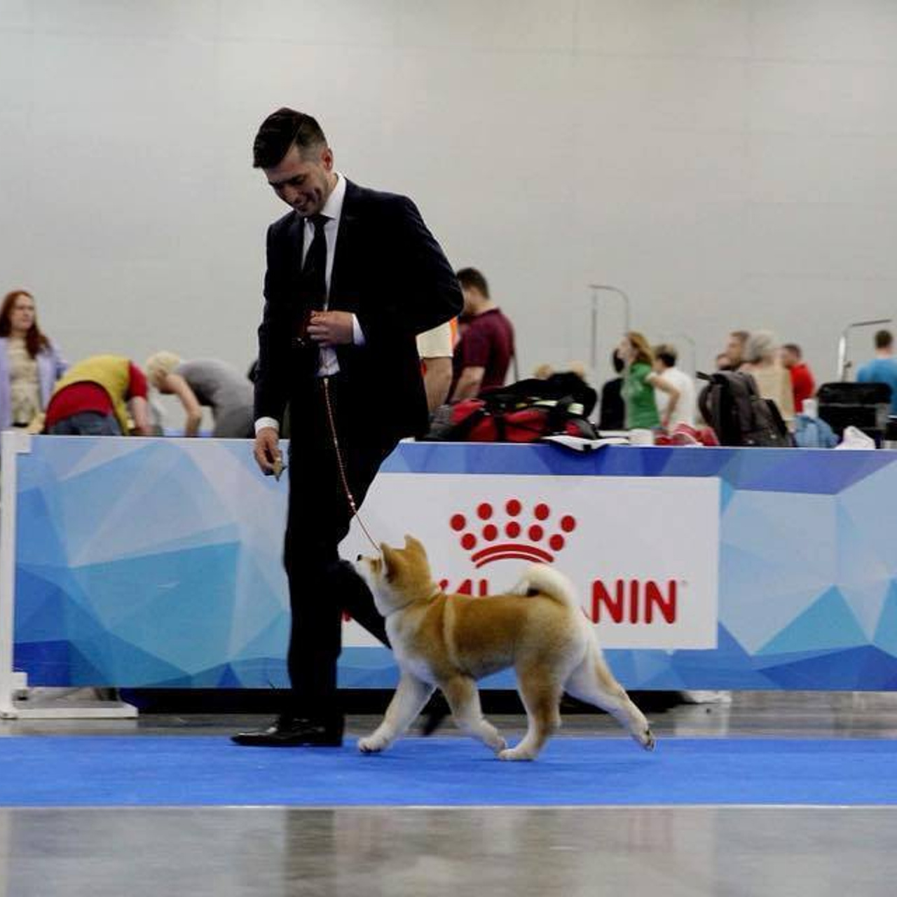 SHIOMARU KOHANA. SHIOMARU Shiba and Akita Inu Kennel