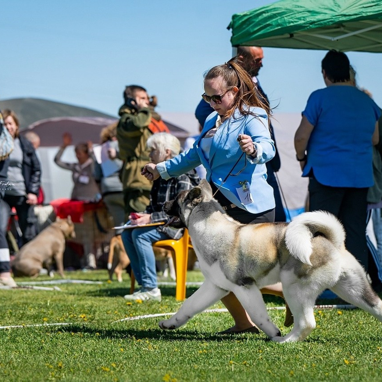 2024. SHIOMARU Shiba and Akita Inu Kennel
