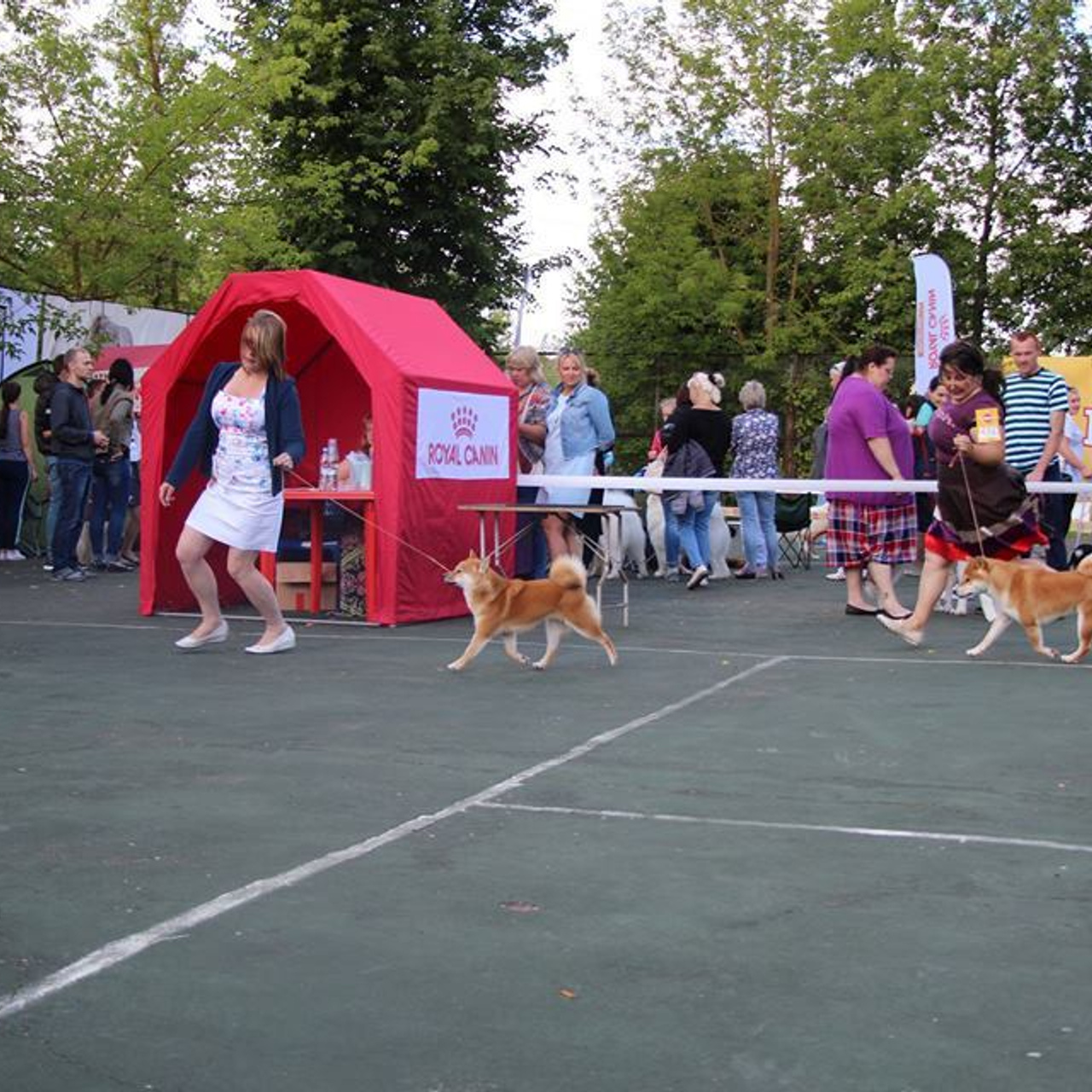 Выпускники питомника. SHIOMARU Питомник сиба и акита-ину