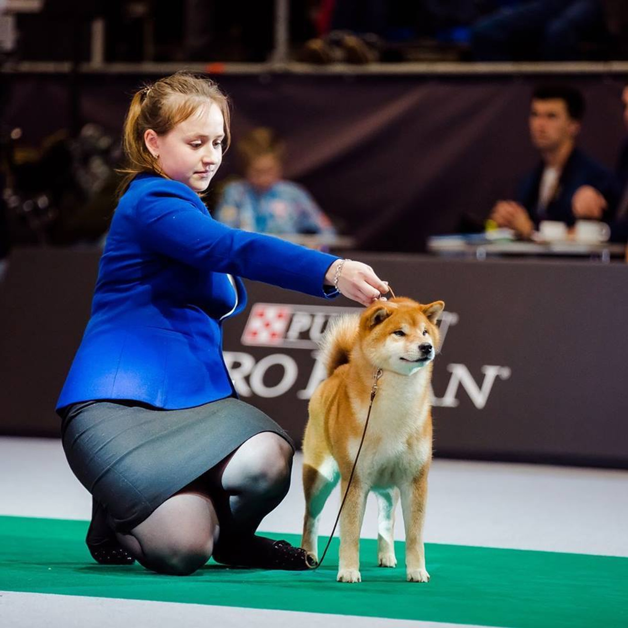 HANDZIMEMESITE HIRO. SHIOMARU Shiba and Akita Inu Kennel