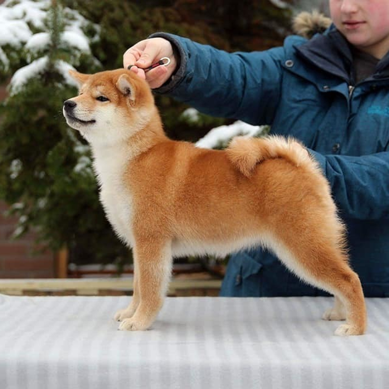 Litter L. SHIOMARU Shiba and Akita Inu Kennel