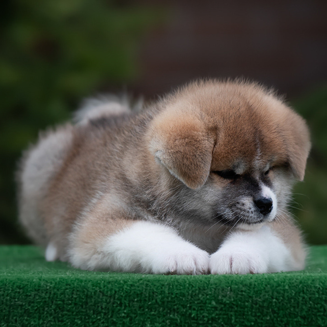 ПОМЕТ G. SHIOMARU Питомник сиба и акита-ину