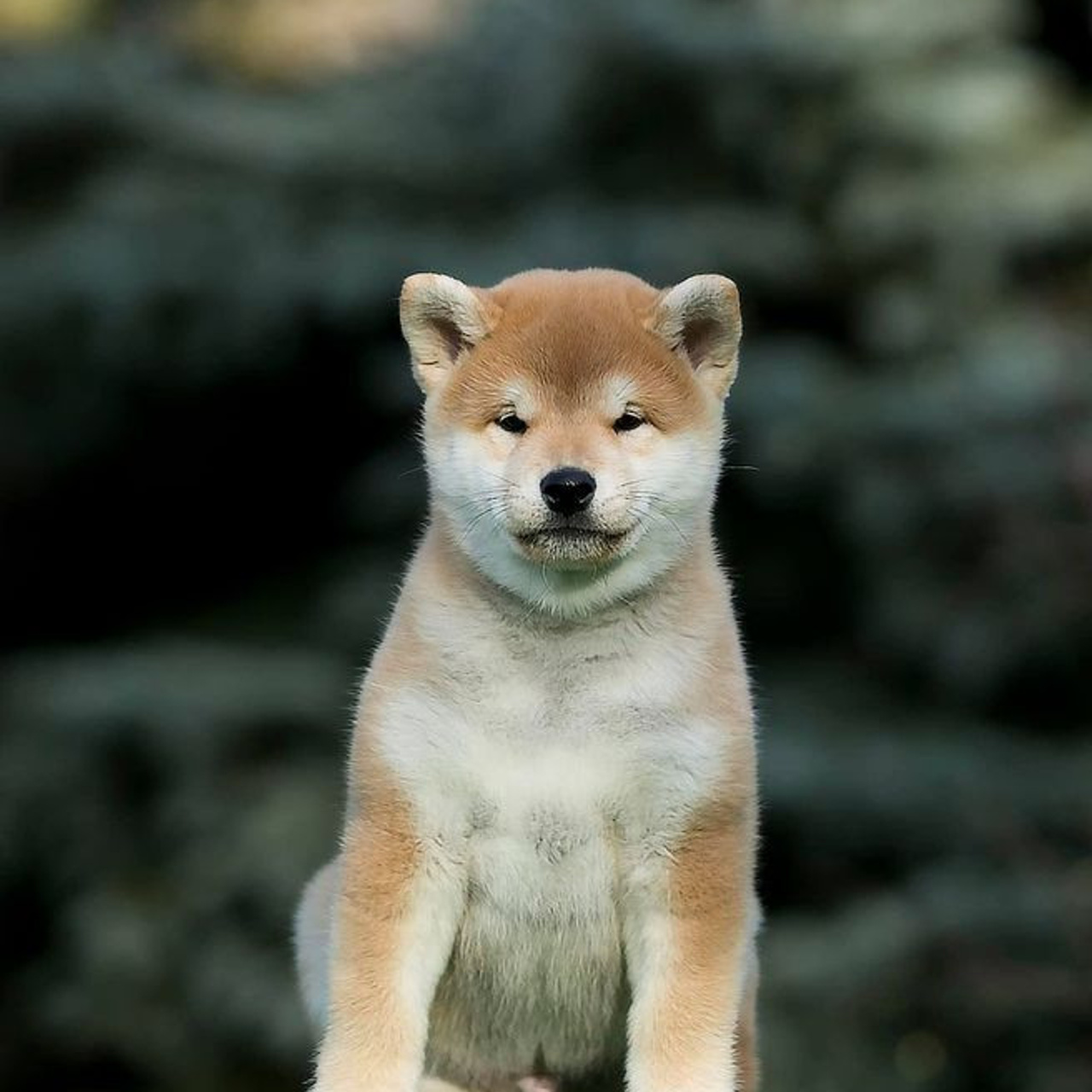 LITTER A. SHIOMARU Shiba and Akita Inu Kennel