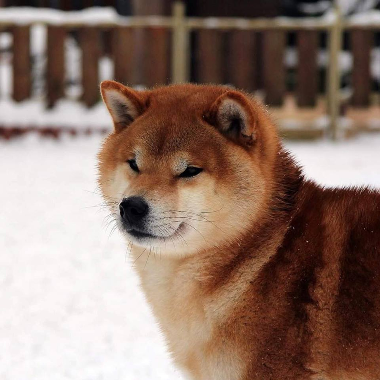 HANDZIMEMESITE HIRO. SHIOMARU Shiba and Akita Inu Kennel
