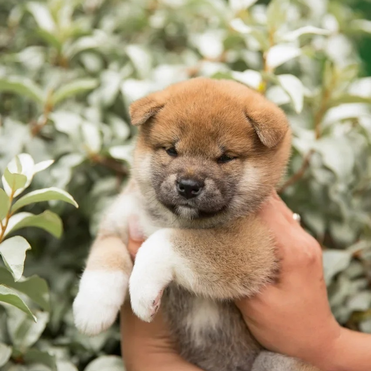 LITTER P. SHIOMARU Shiba and Akita Inu Kennel