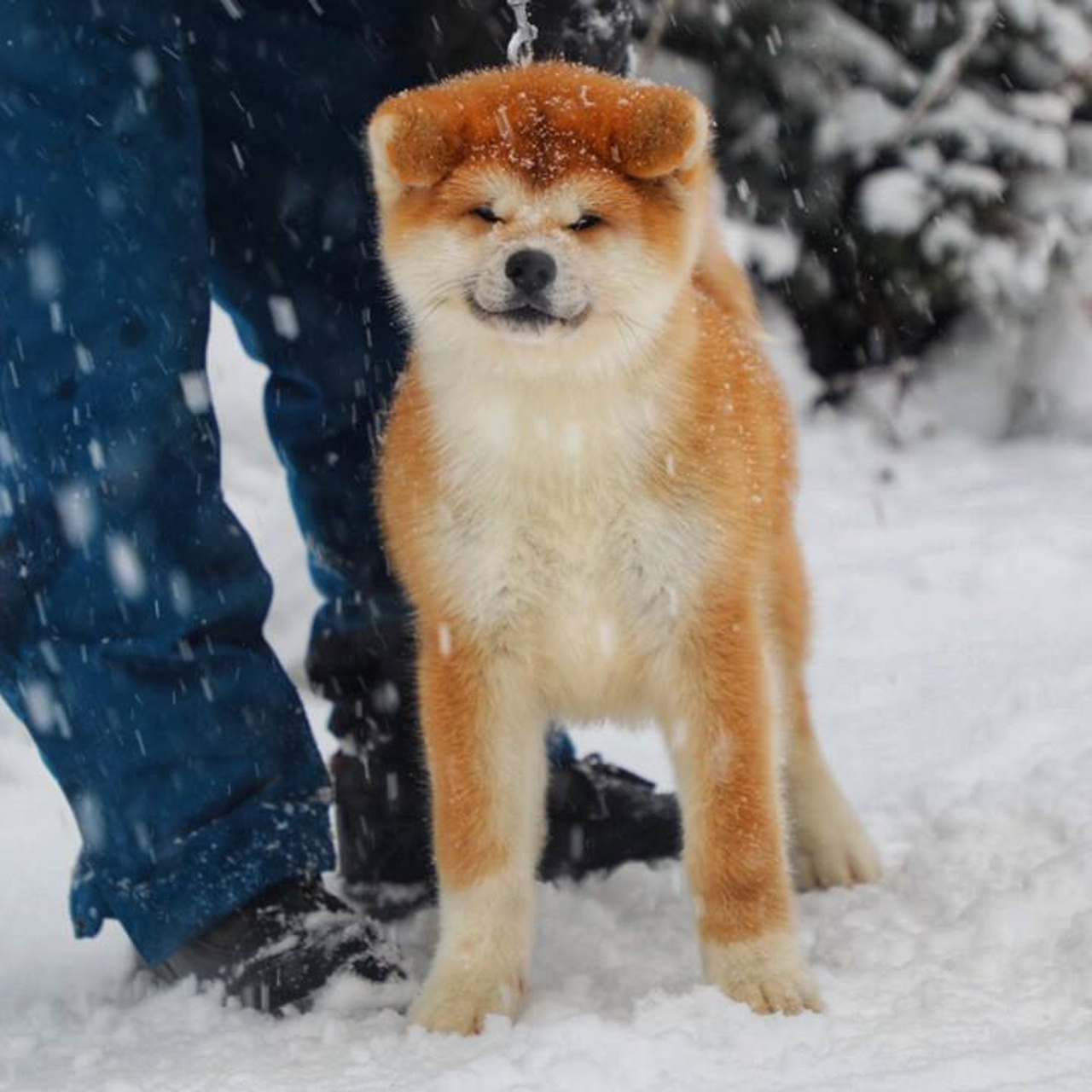 Litter M akita. SHIOMARU Shiba and Akita Inu Kennel