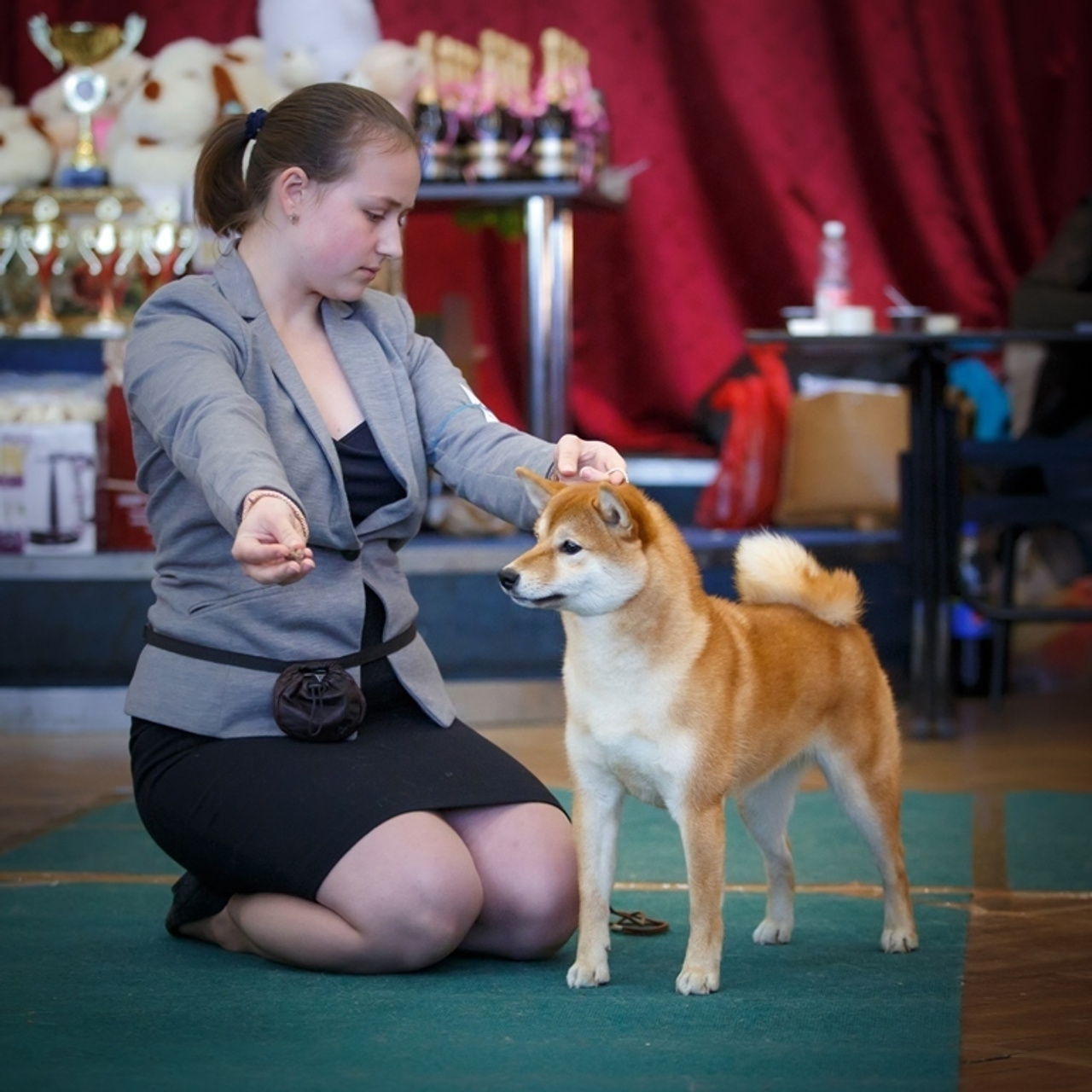 HANDZIMEMESITE RUN. SHIOMARU Питомник сиба и акита-ину