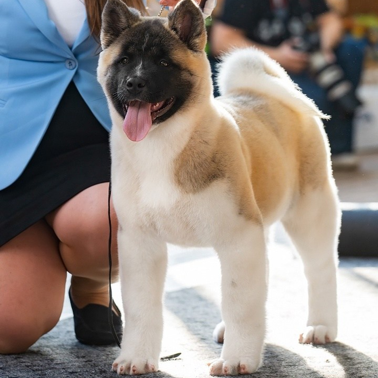 2024. SHIOMARU Shiba and Akita Inu Kennel