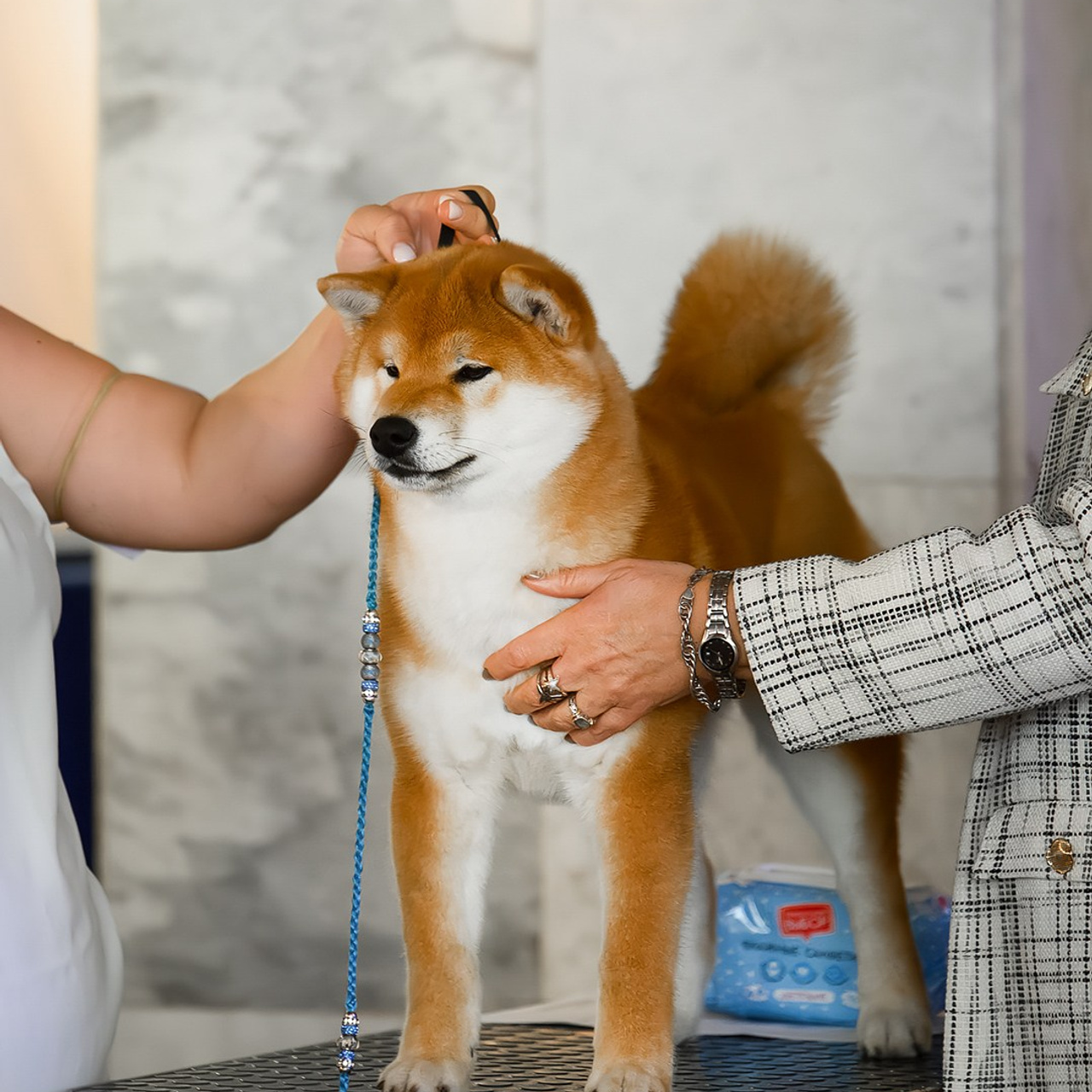 SHIOMARU ALL ABOUT YOU. SHIOMARU Питомник сиба и акита-ину