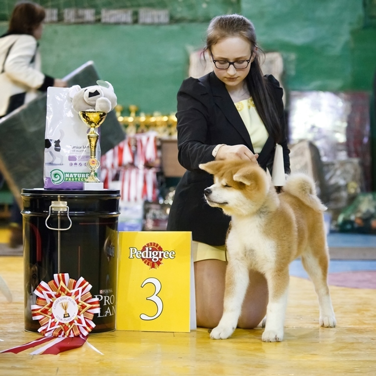 AIKEN SAGARIME SHIKI. SHIOMARU Питомник сиба и акита-ину