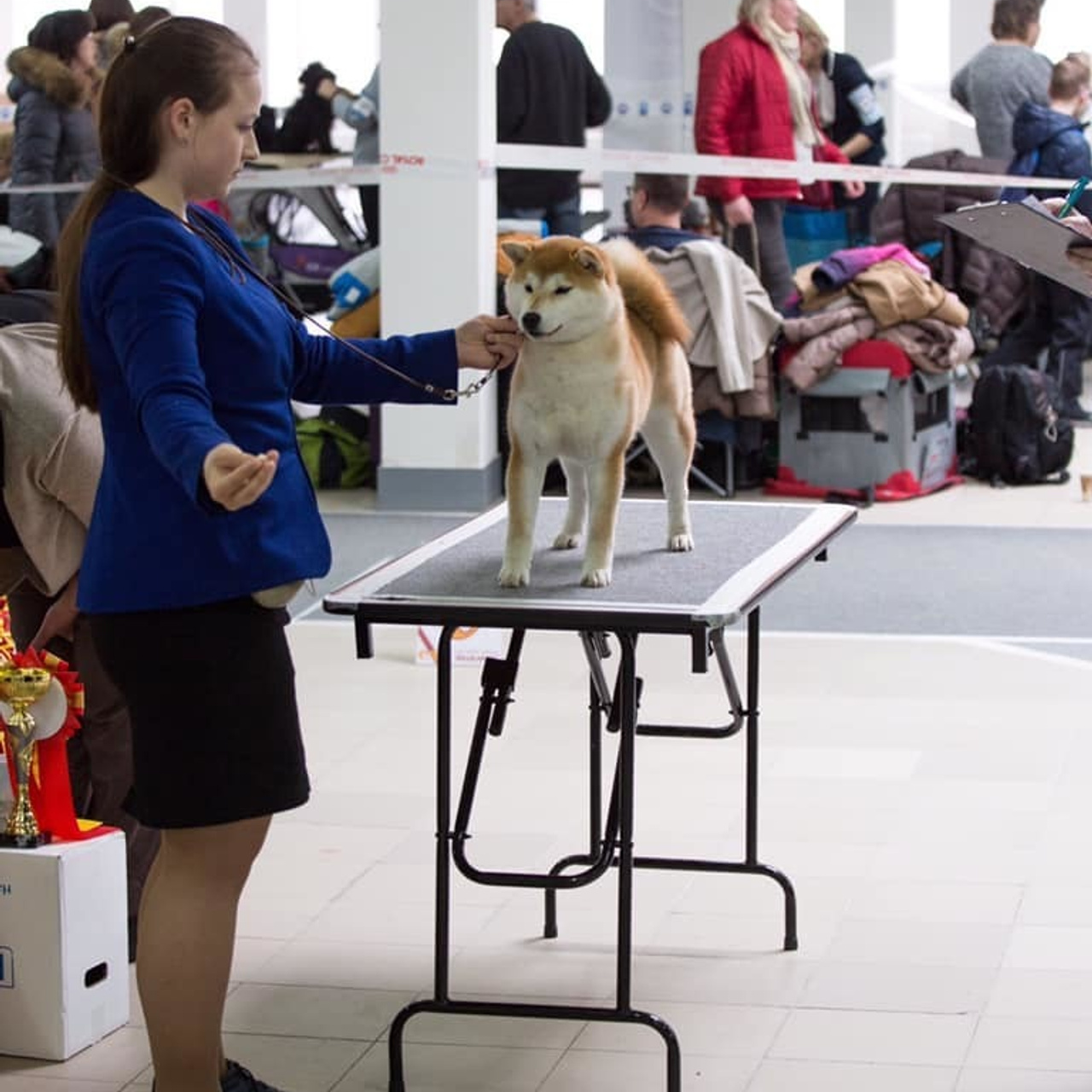 2019. SHIOMARU Shiba and Akita Inu Kennel