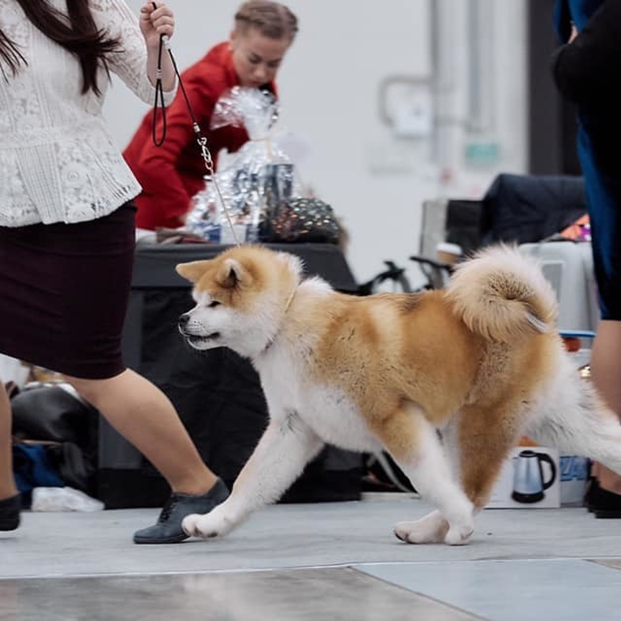 Litter M akita. SHIOMARU Shiba and Akita Inu Kennel