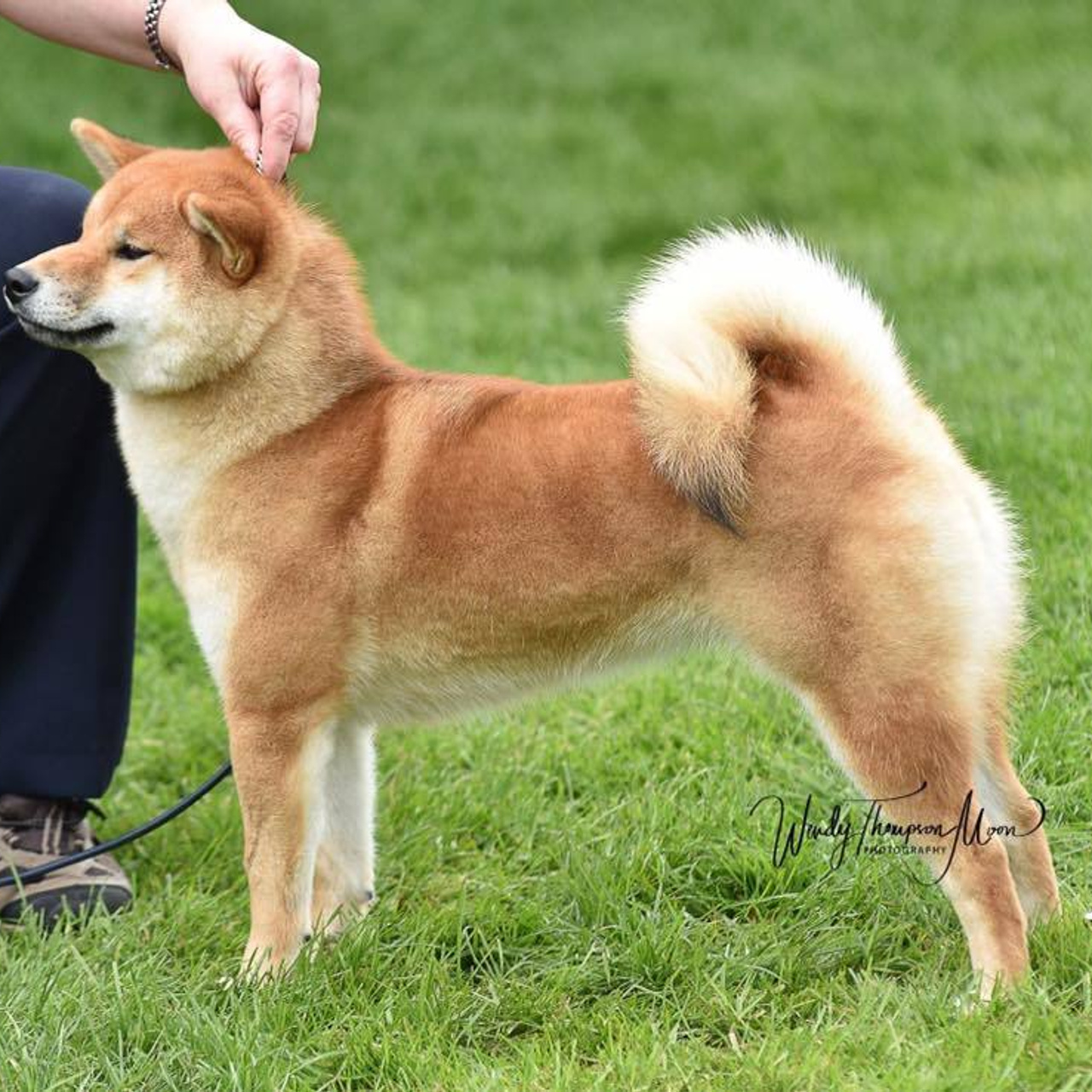 Выпускники питомника. SHIOMARU Питомник сиба и акита-ину