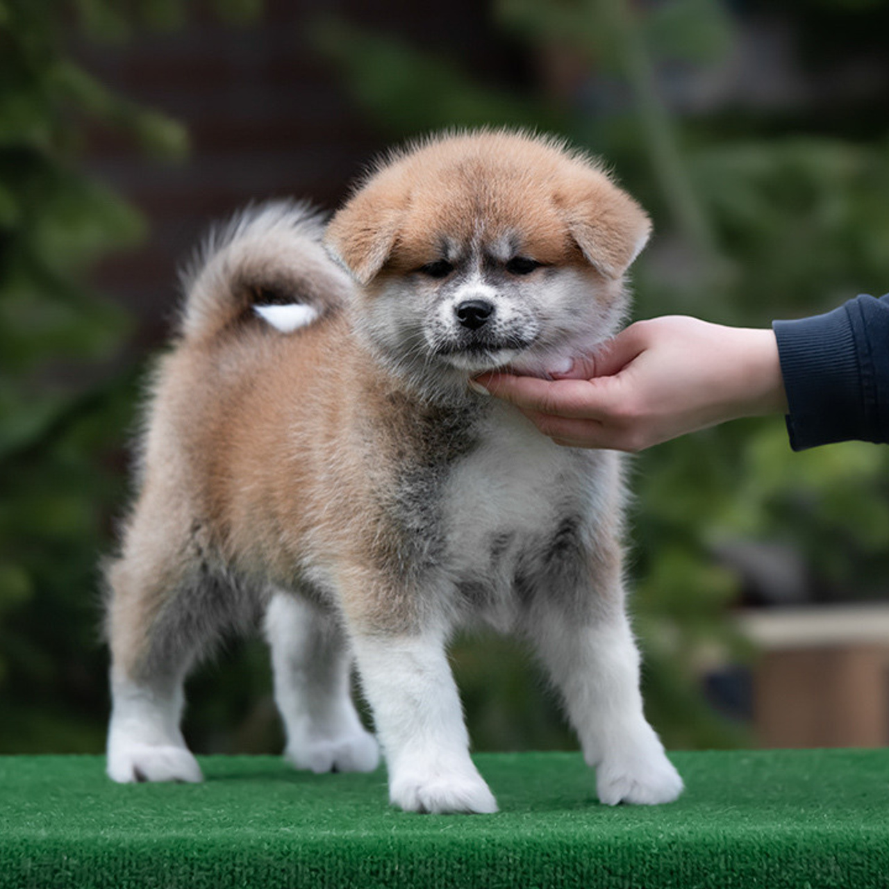 ПОМЕТ G. SHIOMARU Питомник сиба и акита-ину